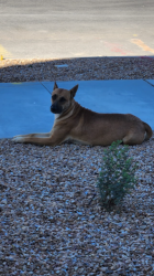 Found/Stray Female Dog last seen Wilmont/freeway, Tucson, AZ 85756