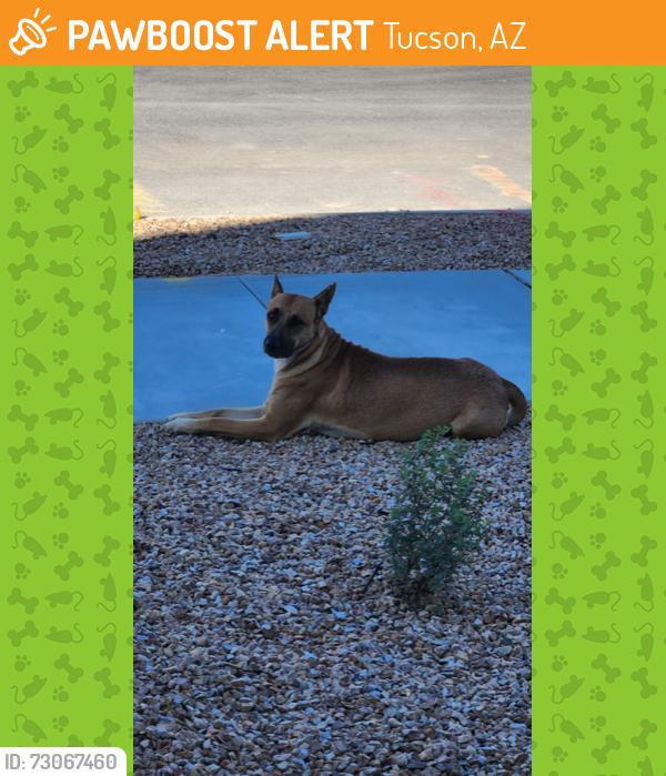 Found/Stray Female Dog last seen Wilmont/freeway, Tucson, AZ 85756