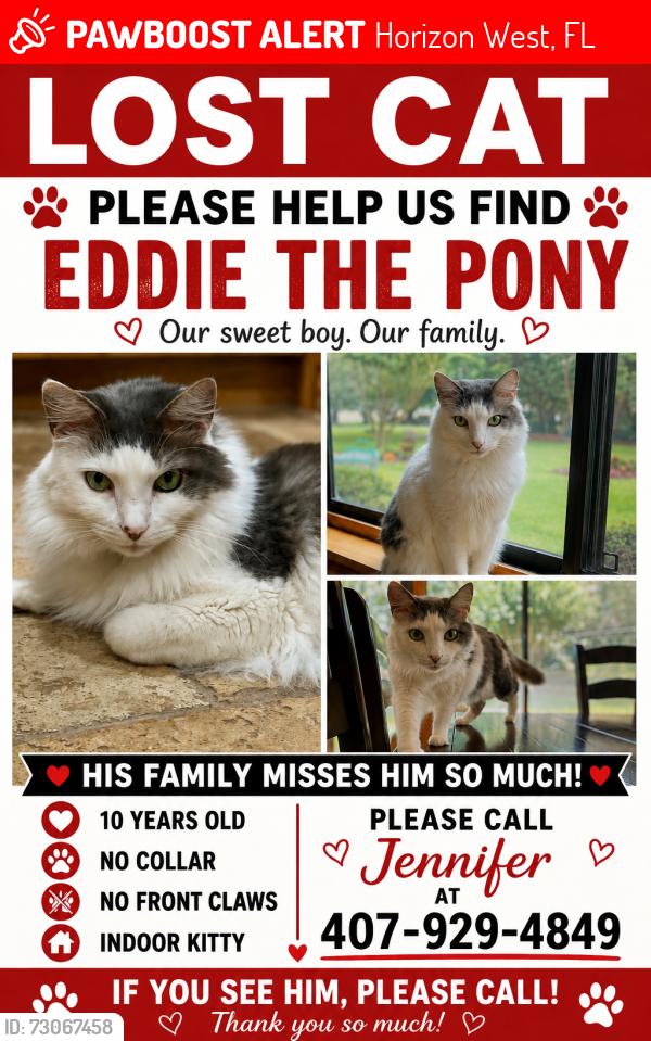 Lost Male Cat last seen Delmar Ave, Mabel Bridge, Grand Pines, Horizon West, FL 32836