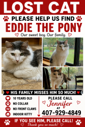 Lost Male Cat last seen Delmar Ave, Mabel Bridge, Grand Pines, Horizon West, FL 32836