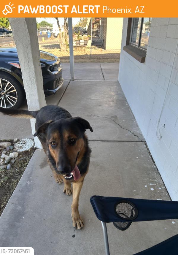 Found/Stray Male Dog last seen 59th Ave Osborn rd, Phoenix, AZ 85033