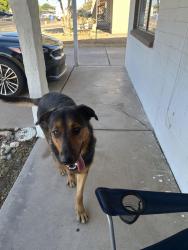 Found/Stray Male Dog last seen 59th Ave Osborn rd, Phoenix, AZ 85033