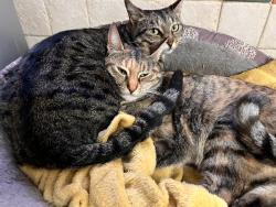 Lost Female Cat last seen Wiltshire Road CR77QN, Greater London, England CR7