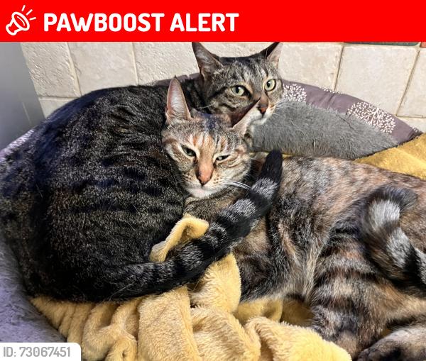 Lost Female Cat last seen Wiltshire Road CR77QN, Greater London, England CR7