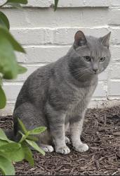 Lost Male Cat last seen Ballston Park apmts, Arlington, VA 22203