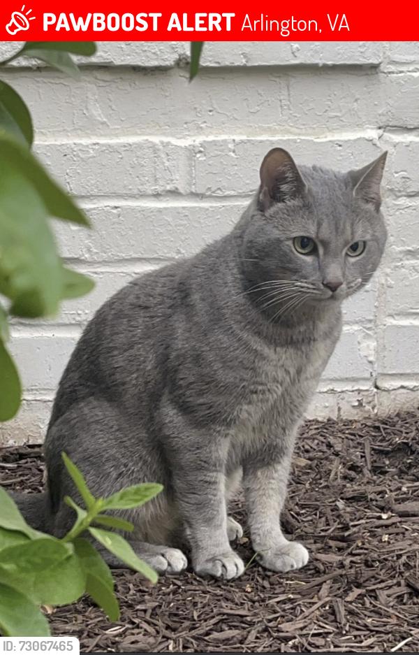 Lost Male Cat last seen Ballston Park apmts, Arlington, VA 22203