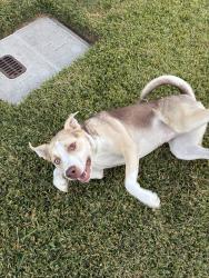Lost Female Dog last seen villa St , aster rd Adelanto Ca., Adelanto, CA 92301