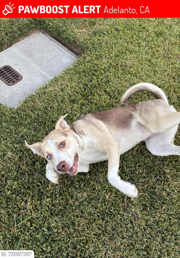Lost Female Dog last seen villa St , aster rd Adelanto Ca., Adelanto, CA 92301