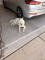 Found/Stray Male Dog last seen Everman, Fort Worth, TX 76140