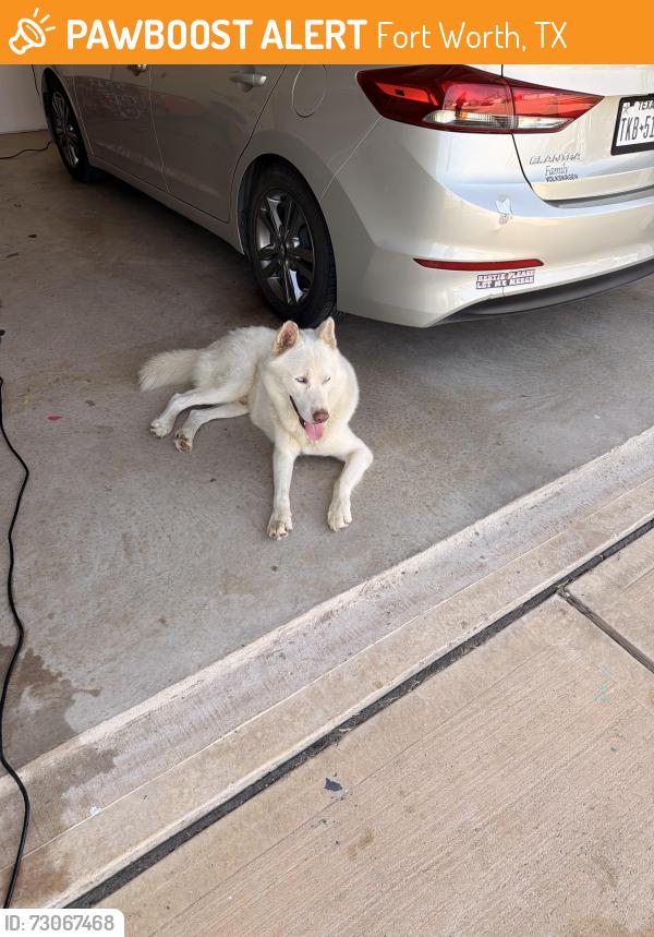 Found/Stray Male Dog last seen Everman, Fort Worth, TX 76140