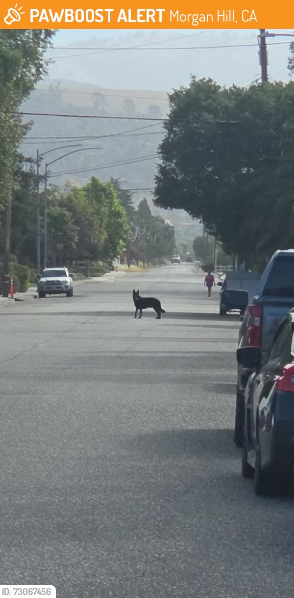 Found/Stray Unknown Dog last seen Peebles/Monterey, Morgan Hill, CA 95037