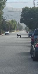 Found/Stray Unknown Dog last seen Peebles/Monterey, Morgan Hill, CA 95037