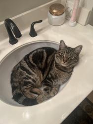 Lost Male Cat last seen Mountain & Schaefer off Dalton CHINO CA, Chino, CA 91710