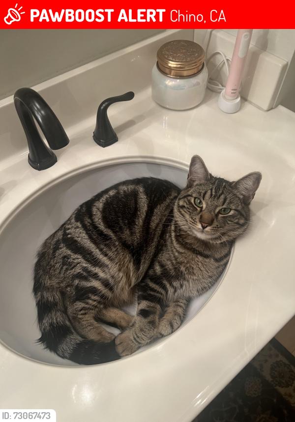 Lost Male Cat last seen Mountain & Schaefer off Dalton CHINO CA, Chino, CA 91710