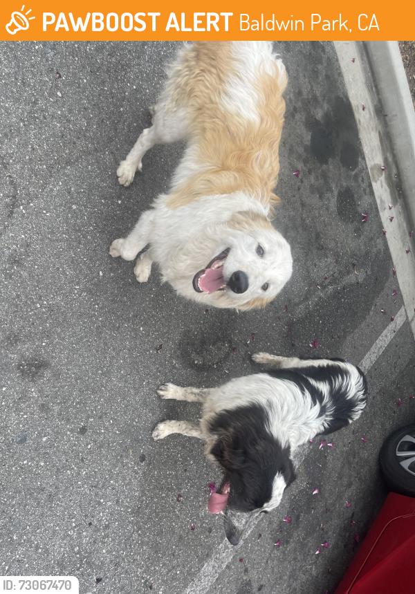 Found/Stray Unknown Dog last seen Near Garvey Ave Baldwin Park, CA 91706 United States, Baldwin Park, CA 91706