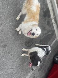 Found/Stray Unknown Dog last seen Near Garvey Ave Baldwin Park, CA 91706 United States, Baldwin Park, CA 91706