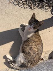 Lost Male Cat last seen Chanel/preble, Ventura, CA 93003