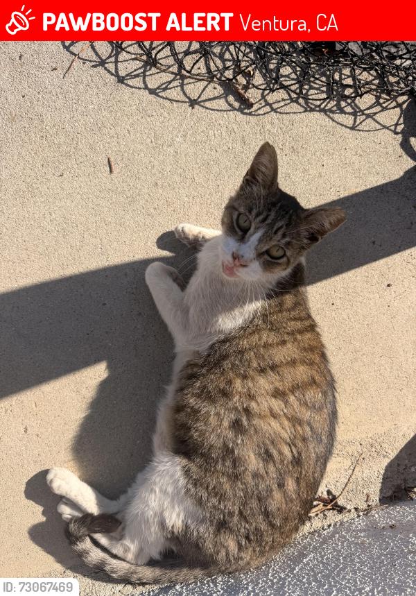 Lost Male Cat last seen Chanel/preble, Ventura, CA 93003