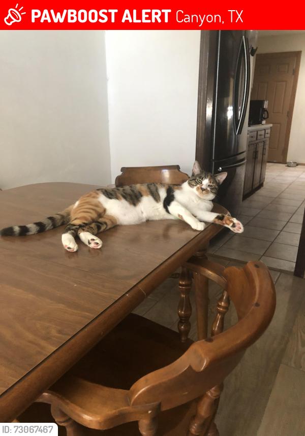 Lost Female Cat last seen 16th Ave and 28th street, Canyon, TX 79015