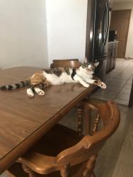 Lost Female Cat last seen 16th Ave and 28th street, Canyon, TX 79015