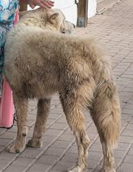 Reunited Female Dog last seen Main Street, San Elizario, TX 79849