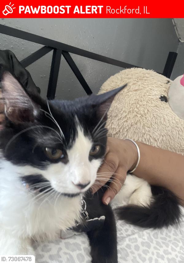 Lost Male Cat last seen Landmark, Rockford, IL 61103