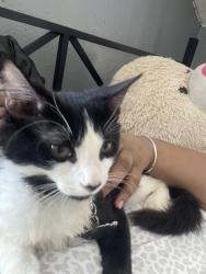 Lost Male Cat last seen Landmark, Rockford, IL 61103
