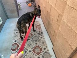 Found/Stray Female Dog last seen Henderson - racetrack, Henderson, NV 89015