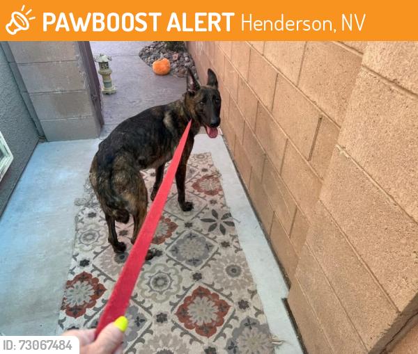 Found/Stray Female Dog last seen Henderson - racetrack, Henderson, NV 89015