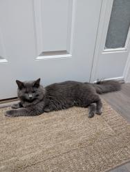 Found/Stray Unknown Cat last seen Traverse Creek, Milford, OH 45150