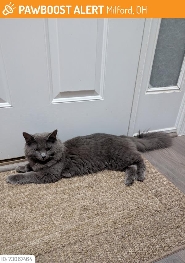 Found/Stray Unknown Cat last seen Traverse Creek, Milford, OH 45150