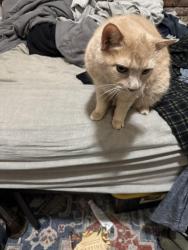 Lost Male Cat last seen Near central ave, Brooklyn, NY 11221