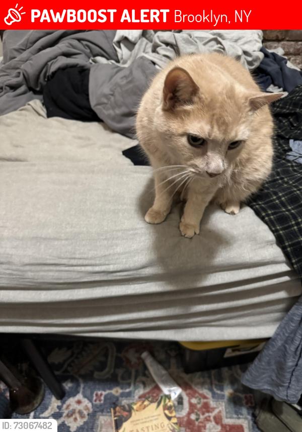 Lost Male Cat last seen Near central ave, Brooklyn, NY 11221
