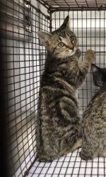 Shelter Stray Female Cat last seen Bexar County, 3353 Morningside Dr, New Braunfels, TX 78132, USA