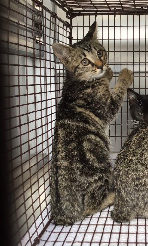 Shelter Stray Female Cat last seen Bexar County, 3353 Morningside Dr, New Braunfels, TX 78132, USA