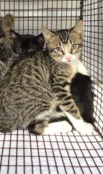 Shelter Stray Male Cat last seen Bexar County, 3353 Morningside Dr, New Braunfels, TX 78132, USA