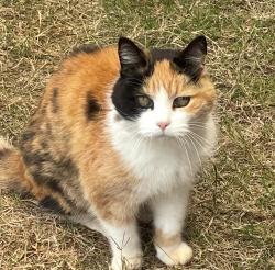 Lost Female Cat last seen Tradewinds Dr, Carrollton, VA 23314