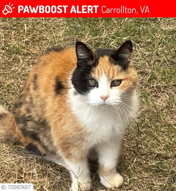 Lost Female Cat last seen Tradewinds Dr, Carrollton, VA 23314