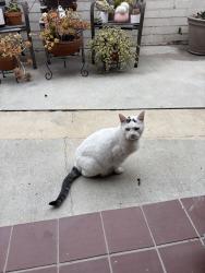 Found/Stray Female Cat last seen New Ave, San Gabriel, CA 91776