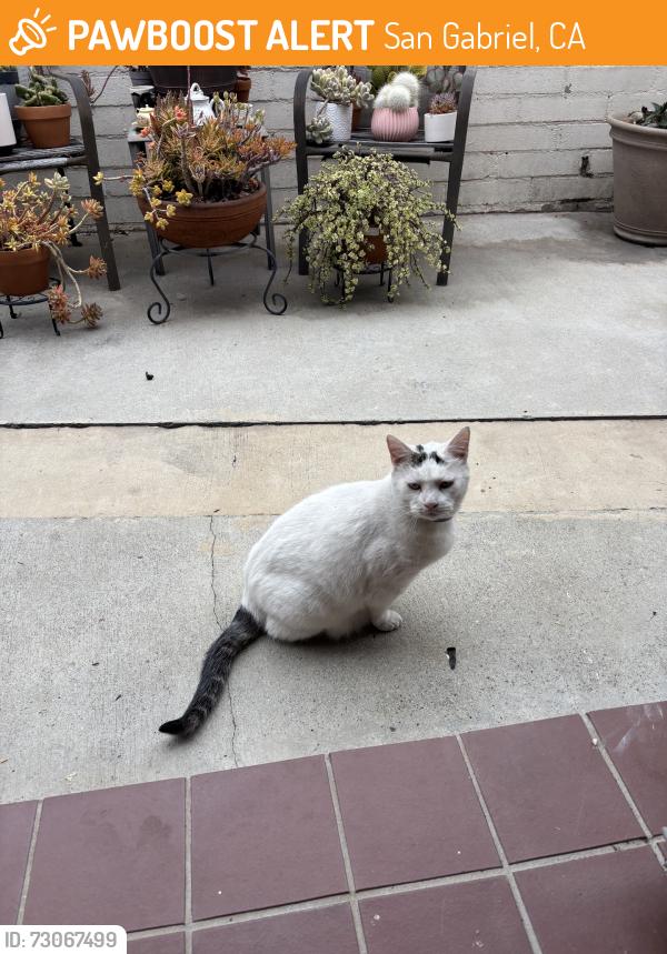 Found/Stray Female Cat last seen New Ave, San Gabriel, CA 91776