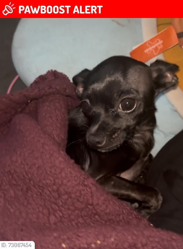 Lost Female Dog last seen Near 10 ave s, Lake Worth Beach, FL 33460