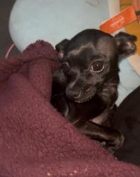 Lost Female Dog last seen Near 10 ave s, Lake Worth Beach, FL 33460