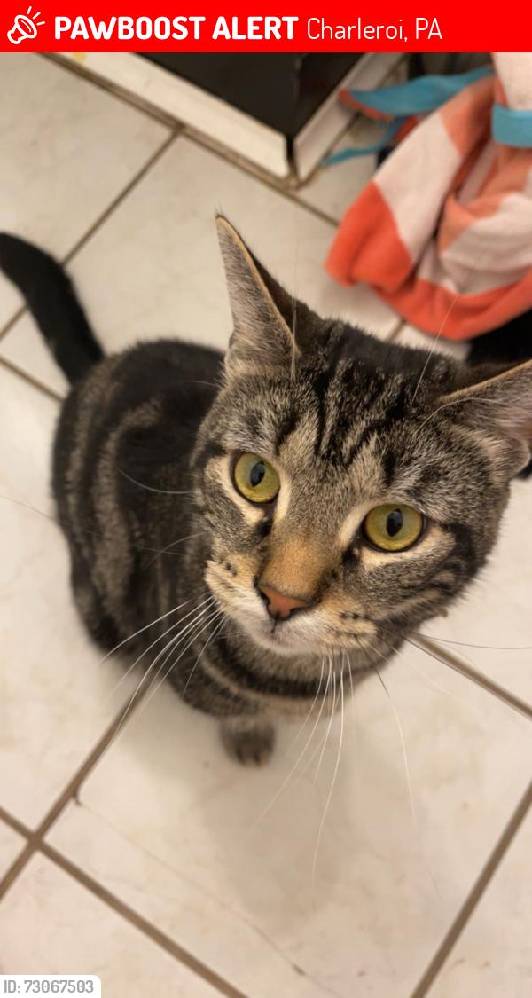 Lost Male Cat last seen Oak Street, Charleroi, PA 15022