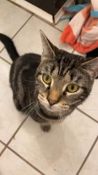 Lost Male Cat last seen Oak Street, Charleroi, PA 15022
