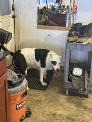 Found/Stray Female Dog last seen Good Springs Loop and Johnson Road, Fayette County, TN 38066