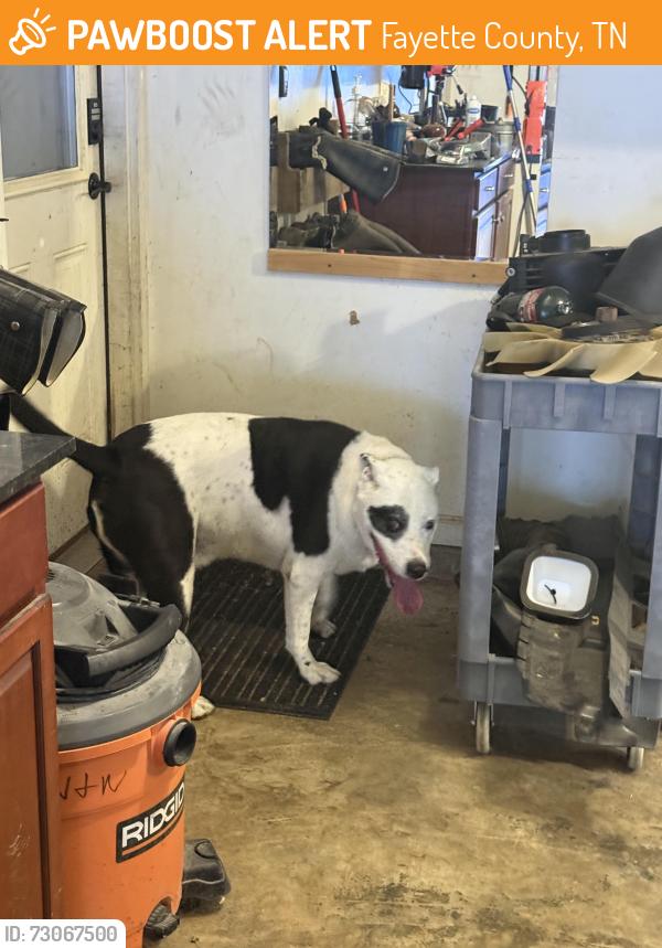 Found/Stray Female Dog last seen Good Springs Loop and Johnson Road, Fayette County, TN 38066