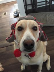 Lost Female Dog last seen Near wheat rd, Lenoir City, TN 37771