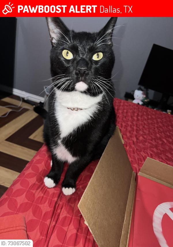 Lost Male Cat last seen Glencairn and arborcrest 75232, Dallas, TX 75232
