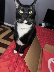 Lost Male Cat last seen Glencairn and arborcrest 75232, Dallas, TX 75232