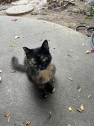 Found/Stray Female Cat last seen Robertson and Beverlywood, Los Angeles, CA 90034